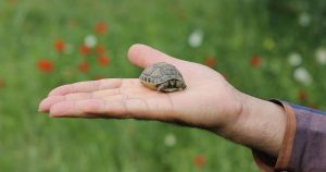 Turtle in Hand