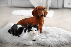 A pet subject: don’t assume in strata developments